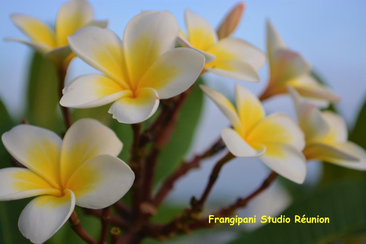 Frangipani Studio Réunion Appartamento La Saline Le Bains Esterno foto