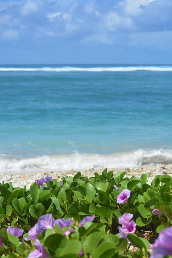 Frangipani Studio Réunion Appartamento La Saline Le Bains Esterno foto