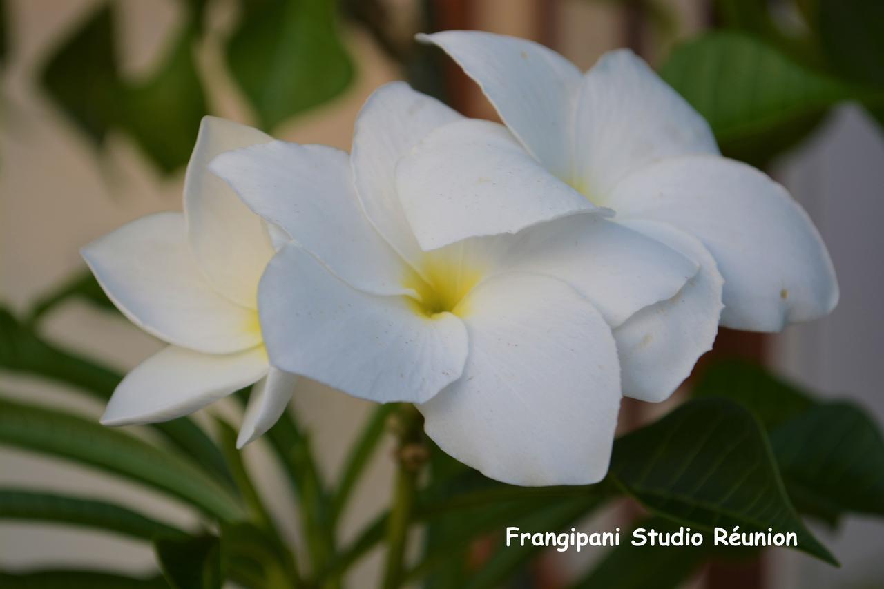 Frangipani Studio Réunion Appartamento La Saline Le Bains Esterno foto