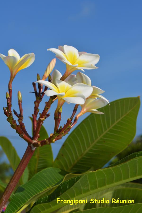 Frangipani Studio Réunion Appartamento La Saline Le Bains Esterno foto